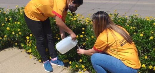 alt="Personal del municipio de Chajarí controla una ovitrampa; en un sector de la ciudad detectaron el mosquito vector del dengue"