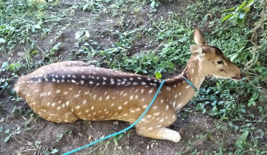 alt="Al intentar el rescate, el ejemplar de ciervo Axis se introdujo en la psicina de la vivienda"