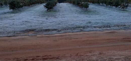 alt="helada en una plantación de cítricos donde se registraron temperaturas bajo cero"