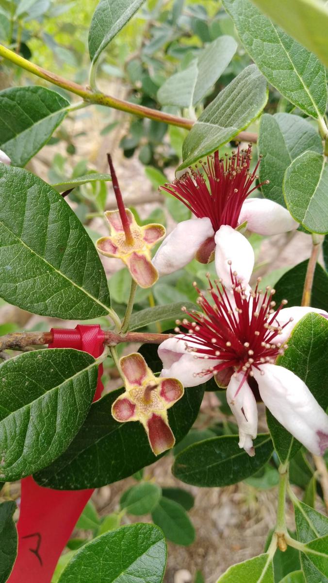 Cultivo de Guayabo del país, primeras mediciones en Concordia