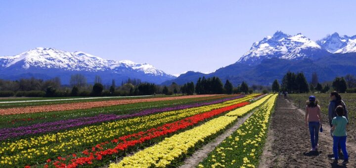 alt="campo sembrado con tulipanes, al fondo árboles y más atrás montañas"