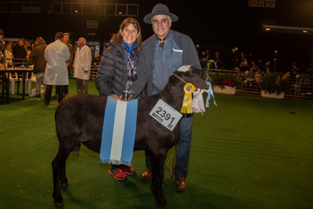 alt="Nacido en plena pandemia, el Gran Campeón de la raza ovina Santa Inés, su nombre completo es Luchador Covid 19"