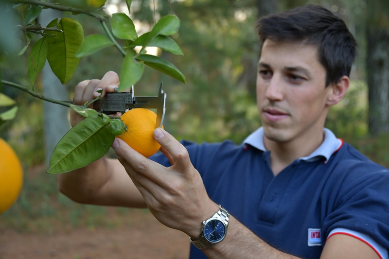 Evaluate the use of nitrogenous fertilizers in citrus