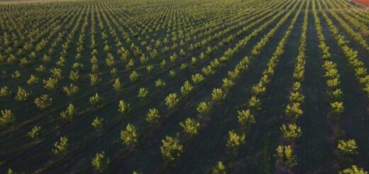 alt="La mayor producción de nuez pecán argentina se da en Entre Ríos. En la fotografía se ve una plantación"