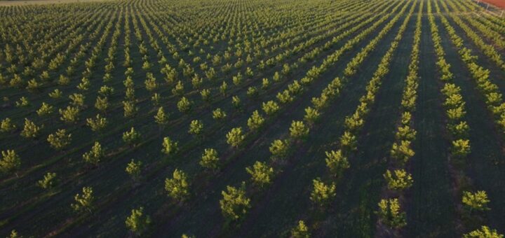alt="La mayor producción de nuez pecán argentina se da en Entre Ríos. En la fotografía se ve una plantación"