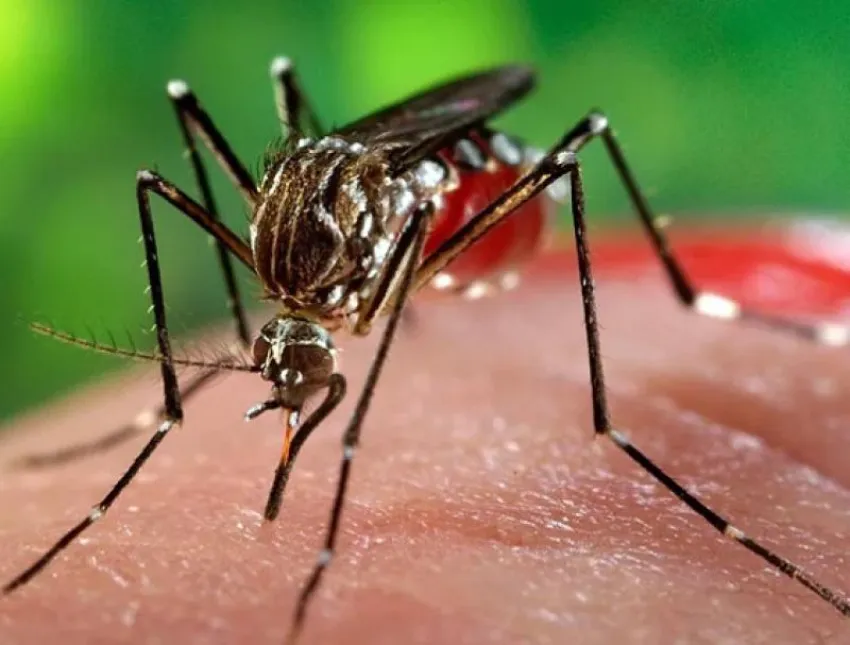 alt="El primer caso de dengue autóctono en Concordia se suma a otro importado y uno más que está en estudio"