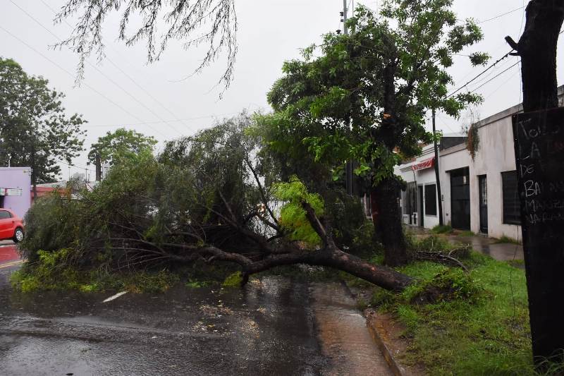alt="El temporal que se abatió sobre Concordia durante este viernes provocó la caída de árboles y anegamiento de calles"