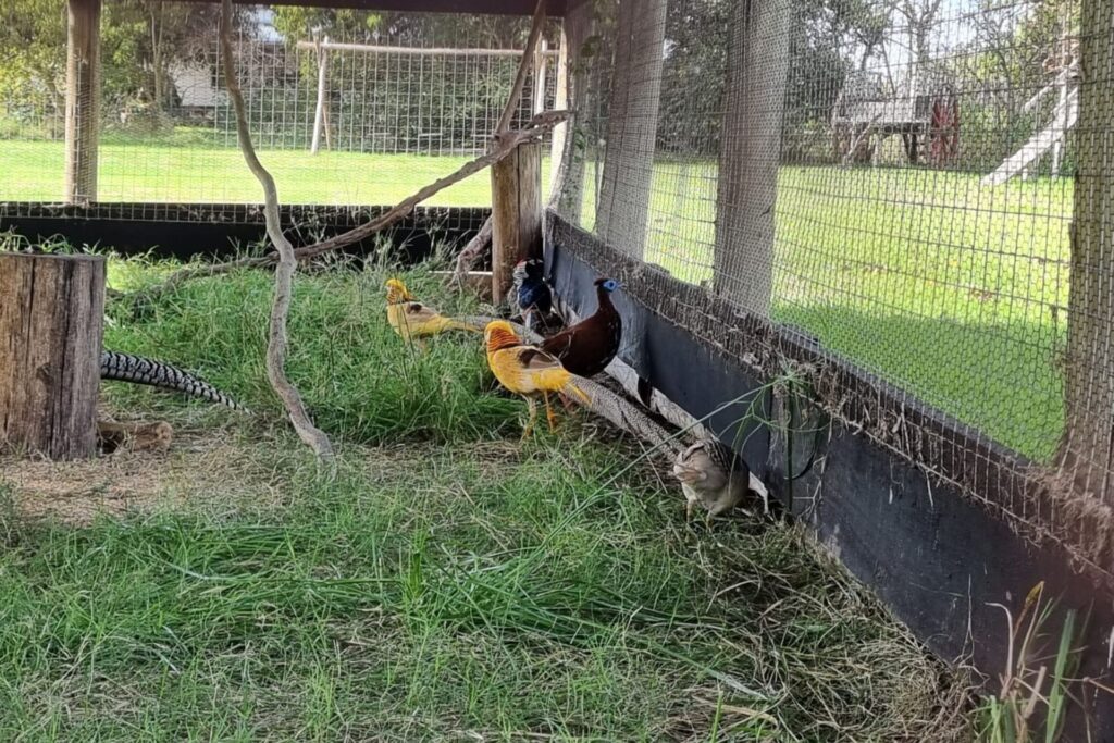 alt="Un operativo conjunto de la Nación y la Provincia en un criadero ilegal en Chajarí culminó con el secuestro de 51 animales"