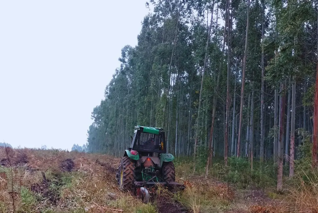 alt="El INTA Concordia acompaña al sector forestal con investigación, últimamente enfocada en los clones de eucalipto"