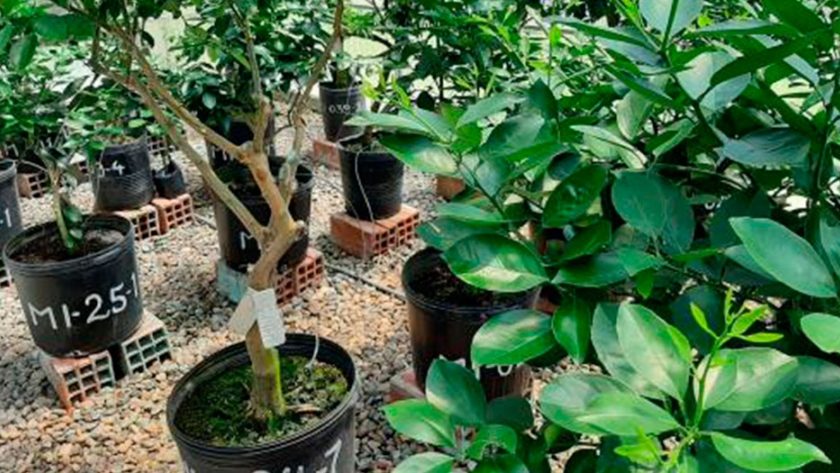 alt="La reestructuración del INTA amenza al Banco de Germoplasma de Variedades Cítricas Comerciles Saneadas de Concordia"