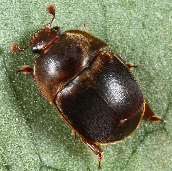 alt="en la fotografía se observa un escarabajo de las colmenas para cua prevención se unieron los apicultores y el Senasa"