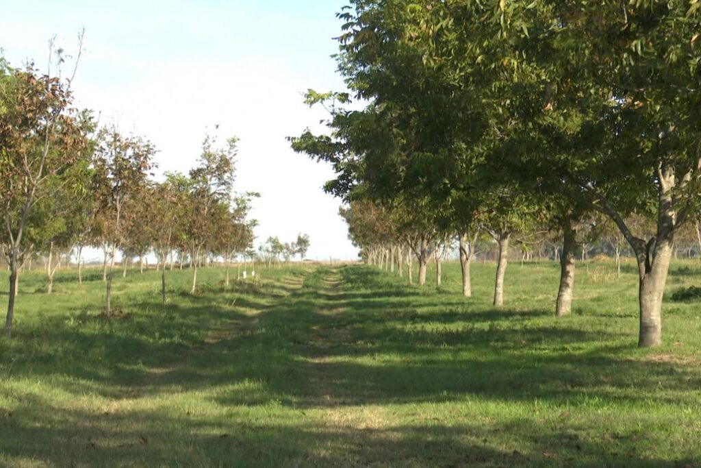 alt="árboles de nuez pecán"