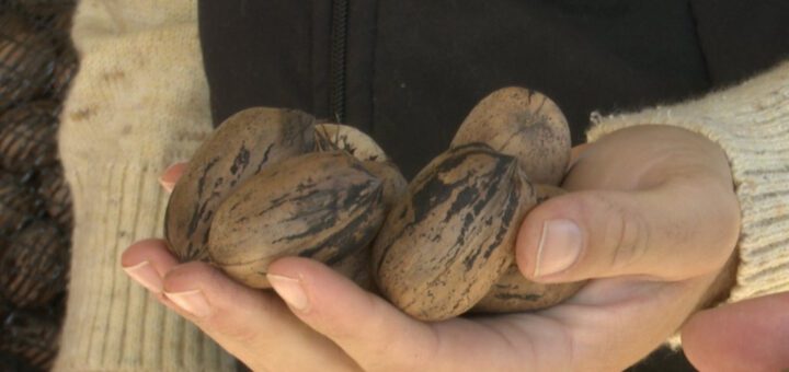 alt="una mano sostiene un puñado de nueces pecán"