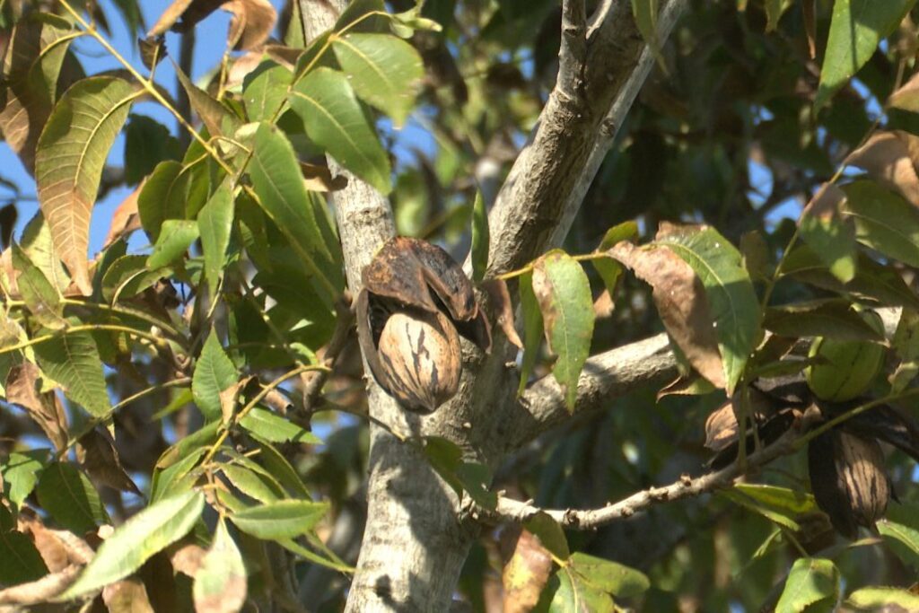 alt= rama de un árbol con frrutos de nuez pecán en una plantación de Entre Ríos"