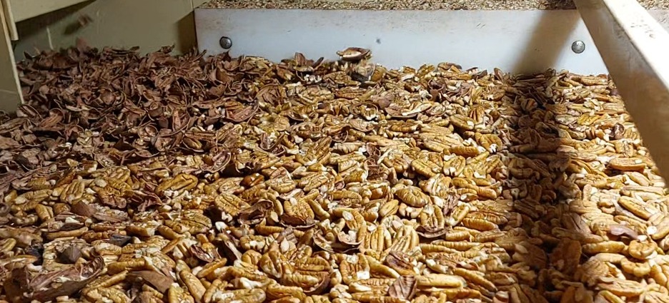 alt="industrialización de nuez pecán en Entre Ríos: producto descascarado"