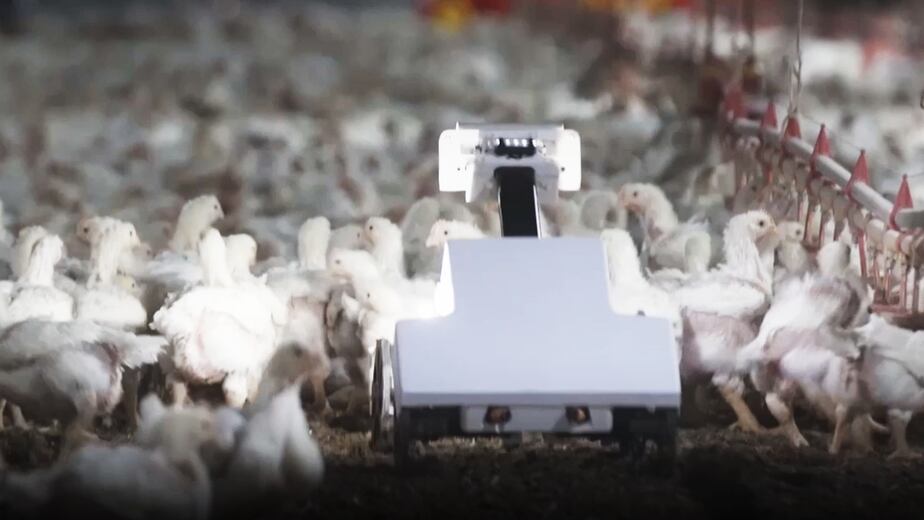 alt="un robot que utiliza Inteligencia Artificial en una granja avícola"