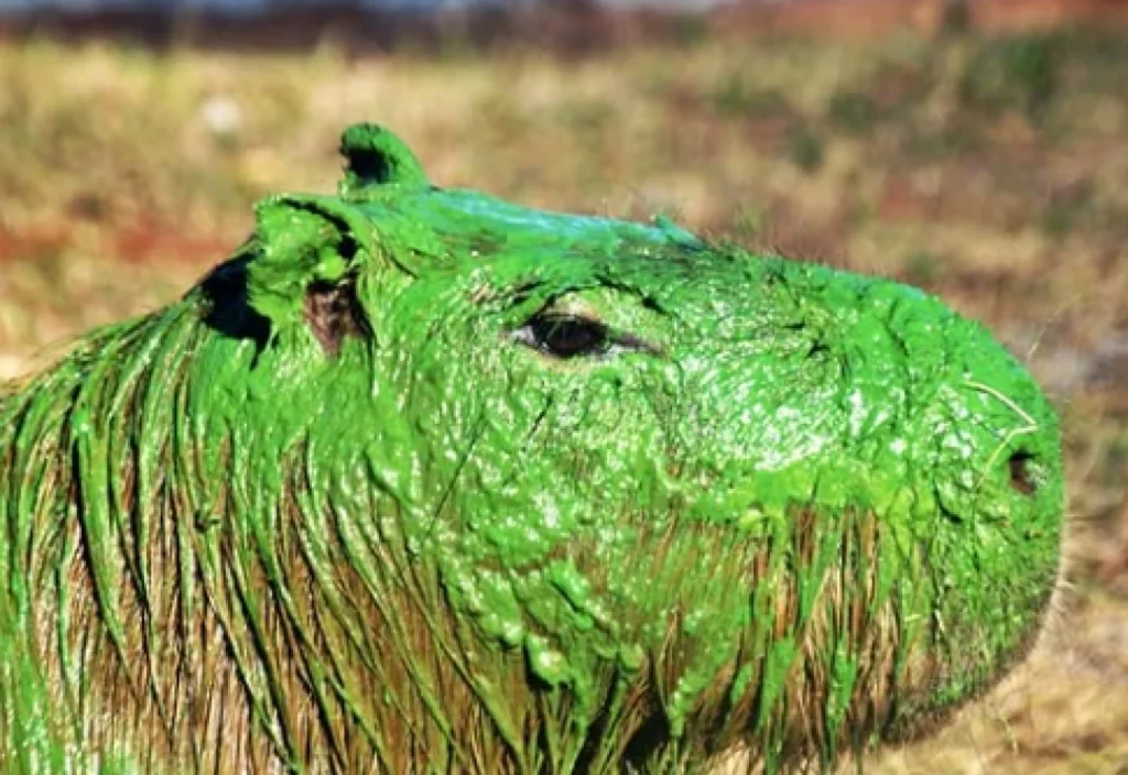 alt="Floraciones algales en río Uruguay: las deudas pendientes tras el caso de los carpinchos verdes y nuevas reuniones técnicas"