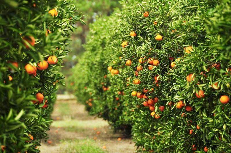 alt="una explotación citrícola de Concordia, capital de la citricultura argentina"