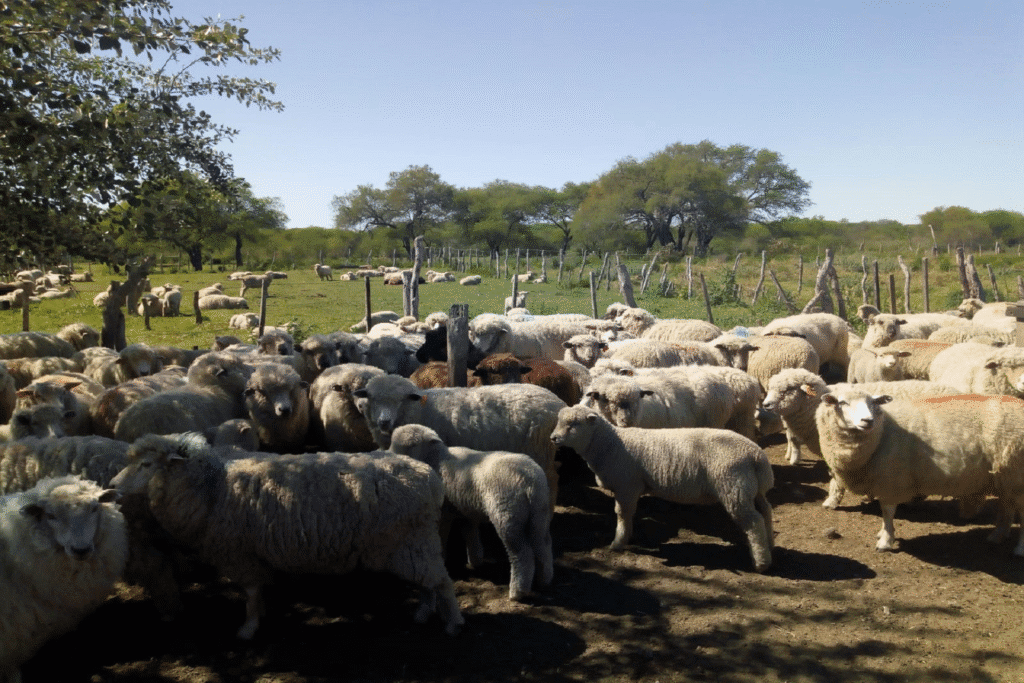 alt="Tras 20 años, Entre Ríos retoma la exportación de carne ovina con un envío a Omán y proyecta otro a Kuwait"