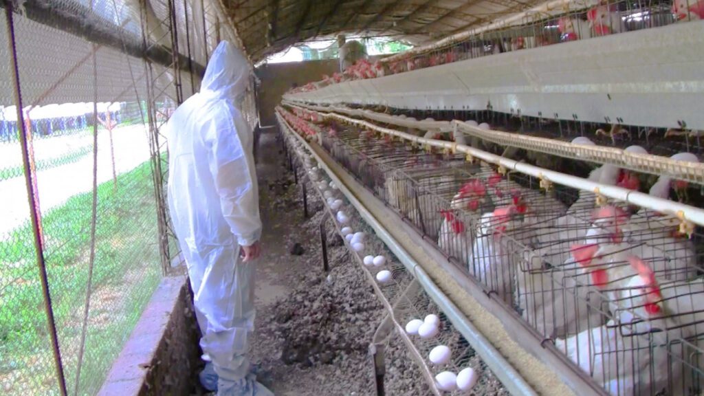 alt="Avicultura entrerriana: técnico del SENASA con indumentaria de bioseguridad durante una inspección sanitaria en el marco de la alerta por influenza aviar"