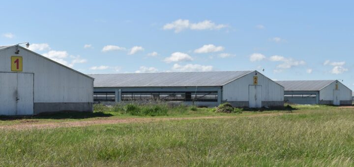 alt="Vista de una granja avícola en Entre Ríos"