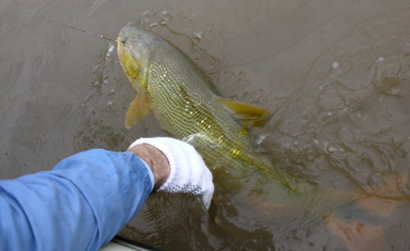 alt="Pescador deportivo devolviendo un dorado al Río Uruguay en la zona de pesca del dorado en Salto Grande"