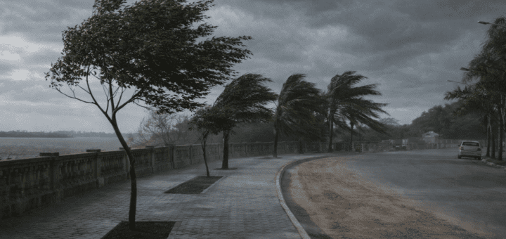 alt="Árboles bajo ráfagas intensas durante las alertas por vientos en Entre Ríos"