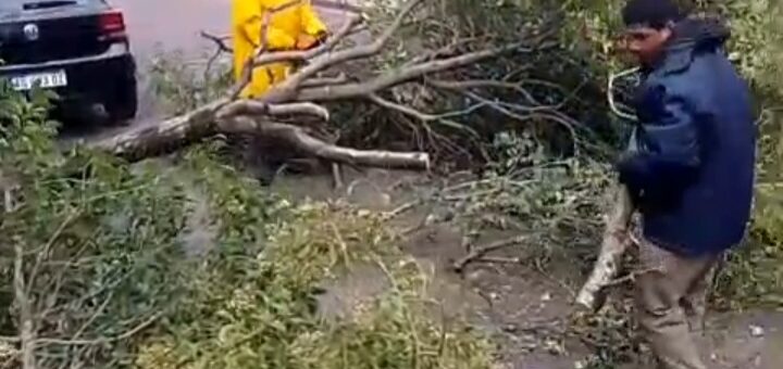alt="Árbol caído en calle Salta por el temporal en Concordia"