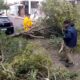 alt="Árbol caído en calle Salta por el temporal en Concordia"