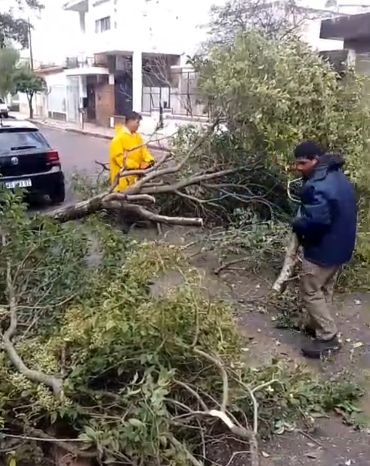 alt="Árbol caído en calle Salta por el temporal en Concordia"