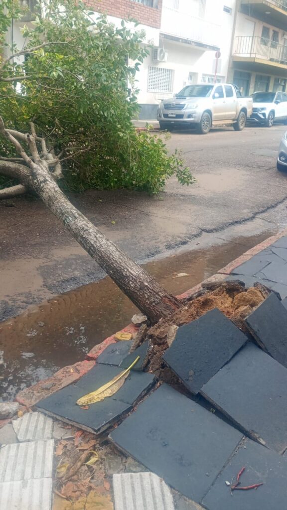 alt="árbol arrancado de raíz en la zona céntrica por la violencia del temporal en Concordia"