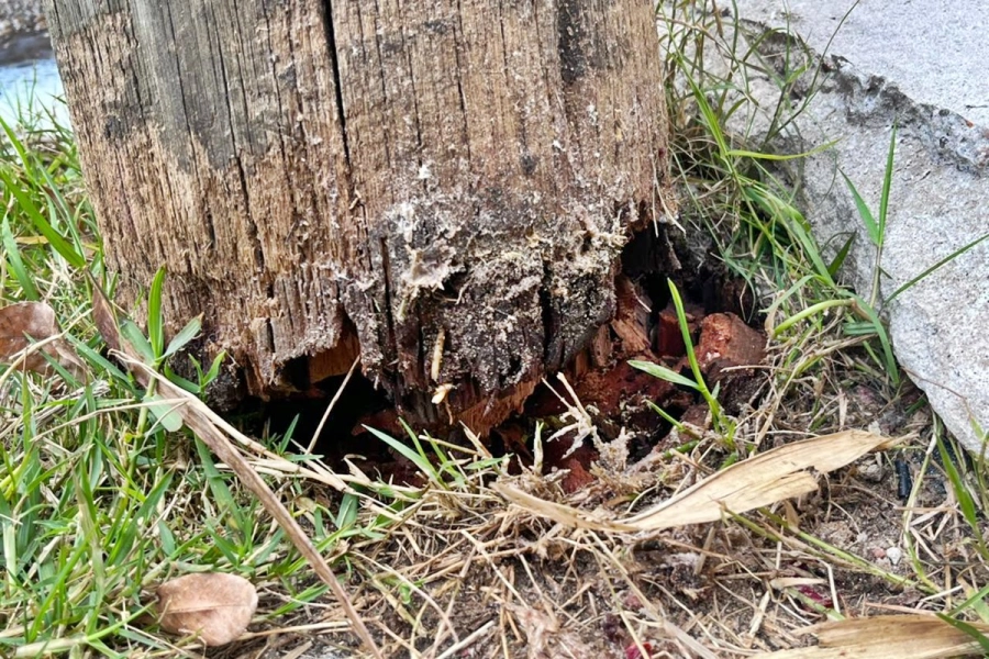alt="Primer plano de la base rota de un poste de madera que provocó que se registraran postes inclinados en calle Alem"